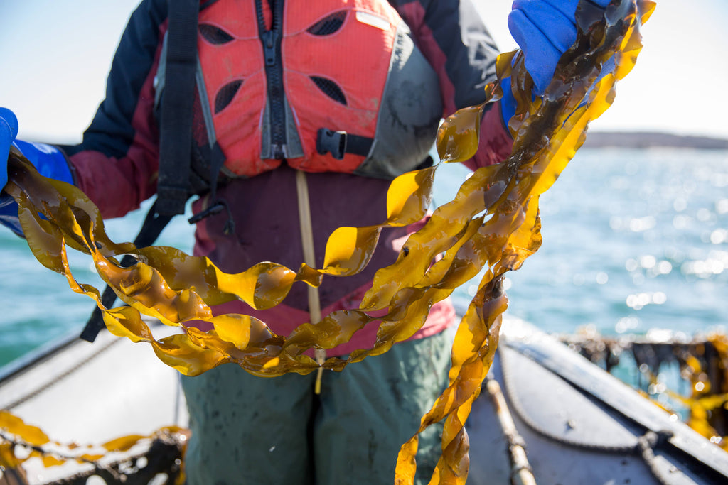 Green Monstah (Training Bits) - 7oz - Dog Treats