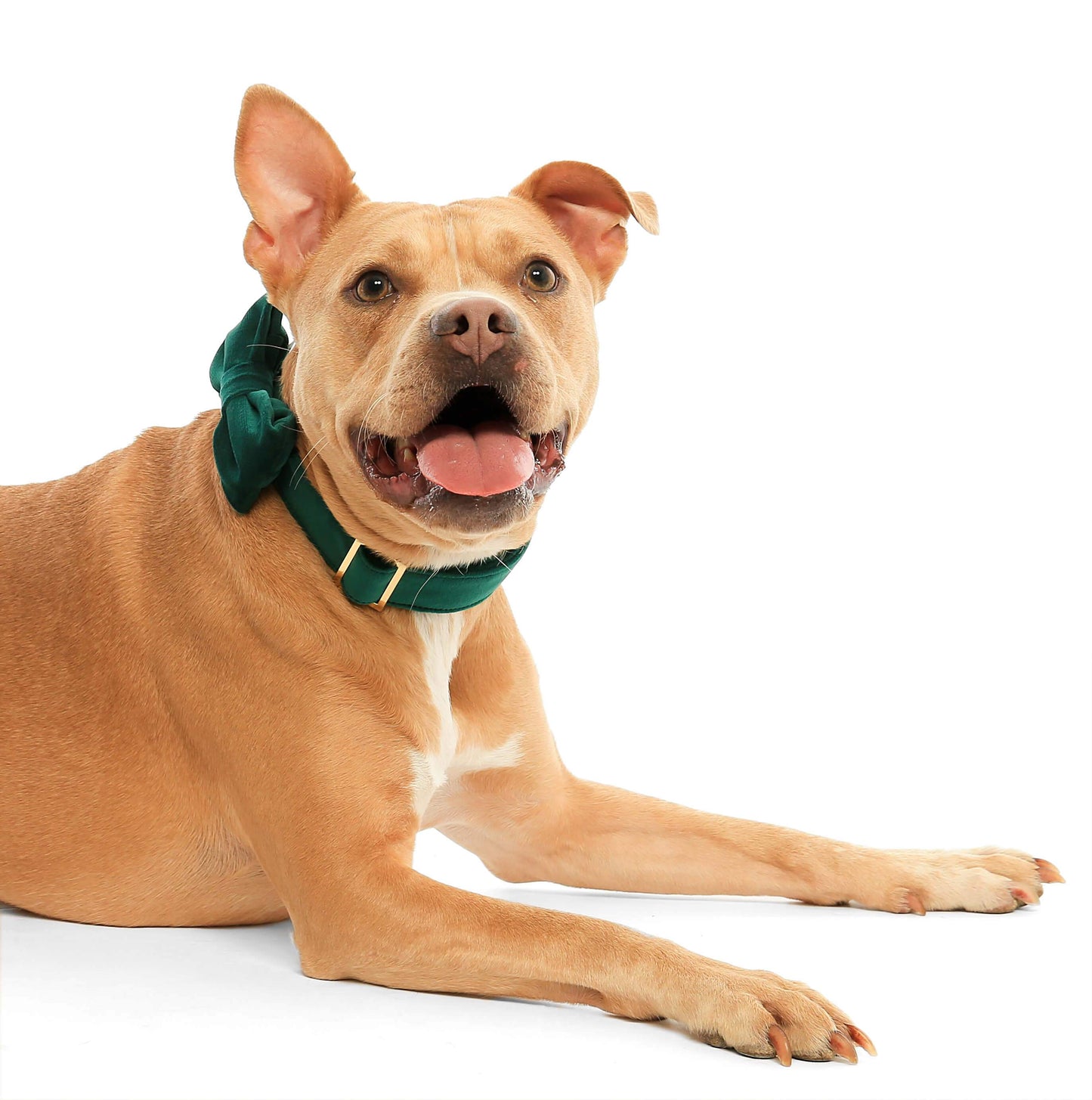 Forest Green Velvet Holiday Dog Bow Tie