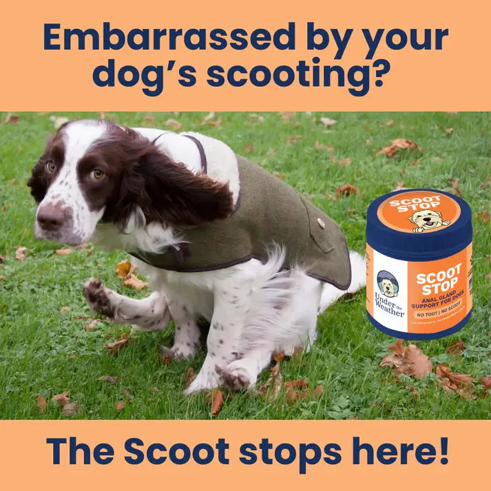 Under the Weather Scoot Stop Soft Chew 60ct