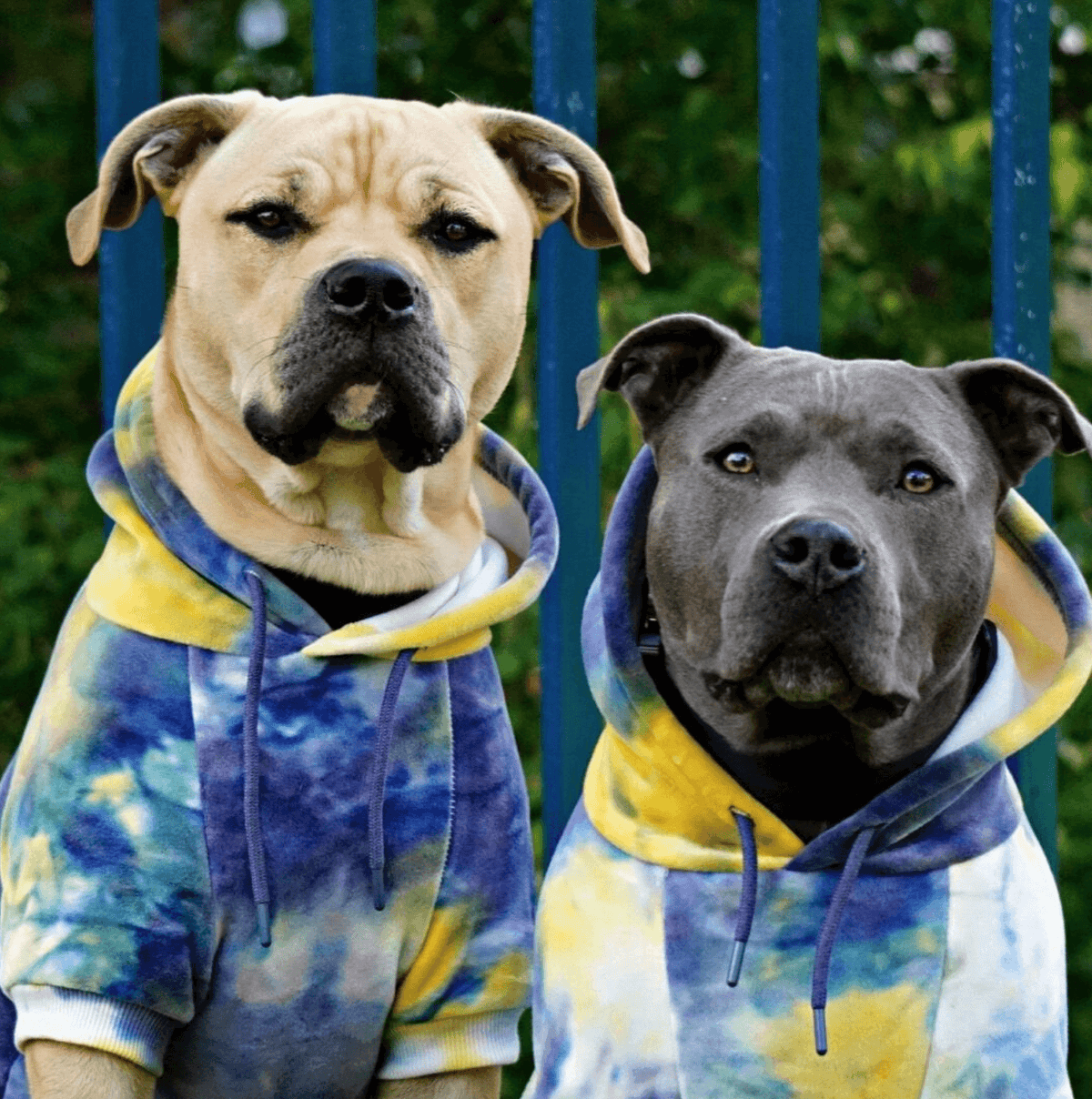 Velvet Dog Hoodie - Nova: 3XL