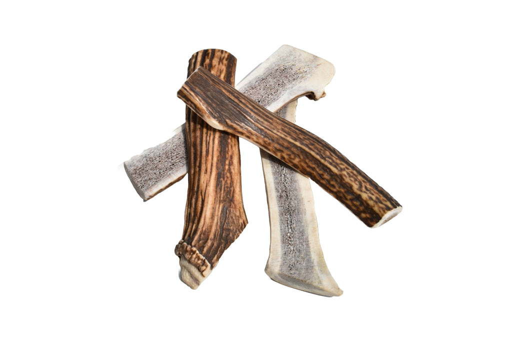Elk Antler (Medium) - Split: Single
