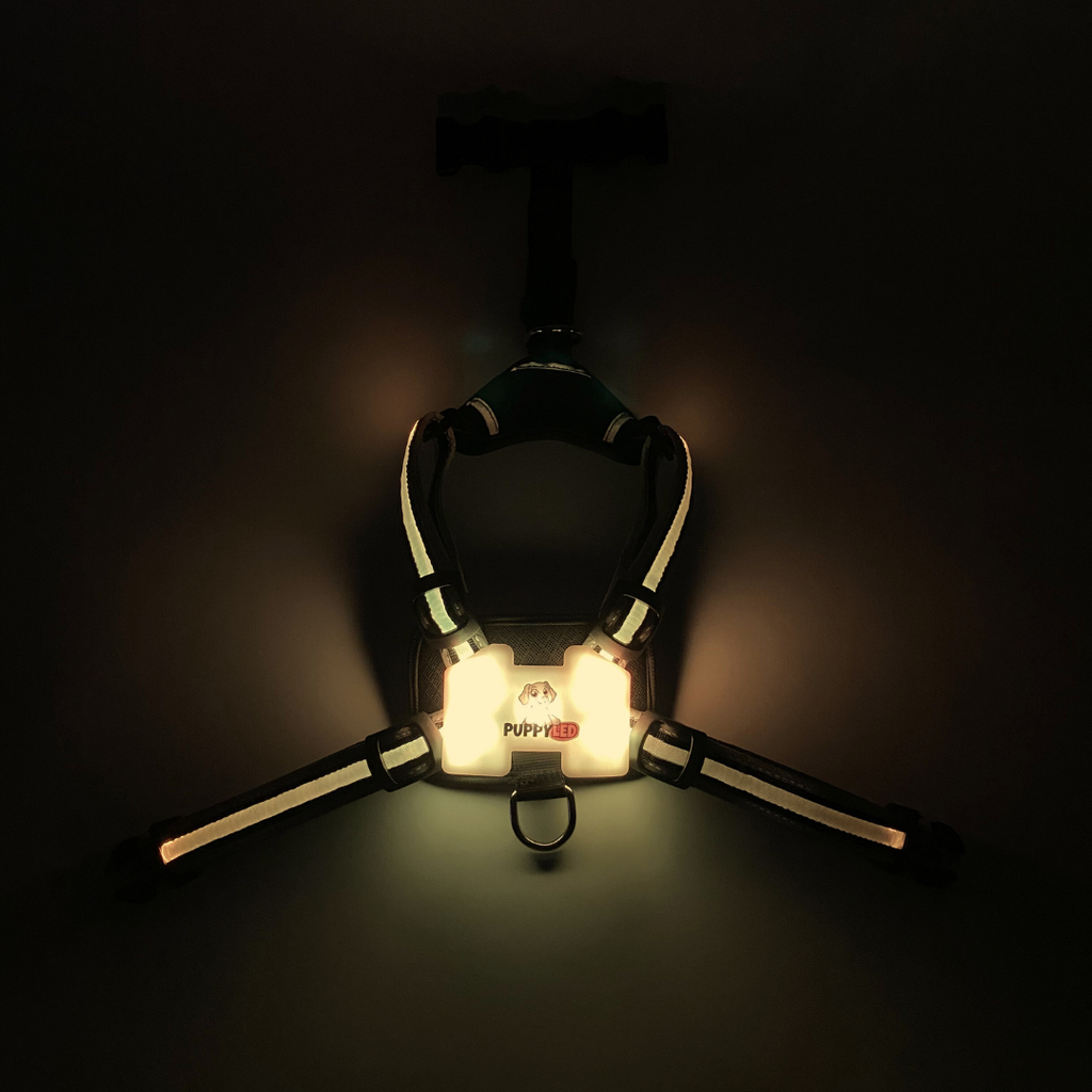 LED Dog Harness