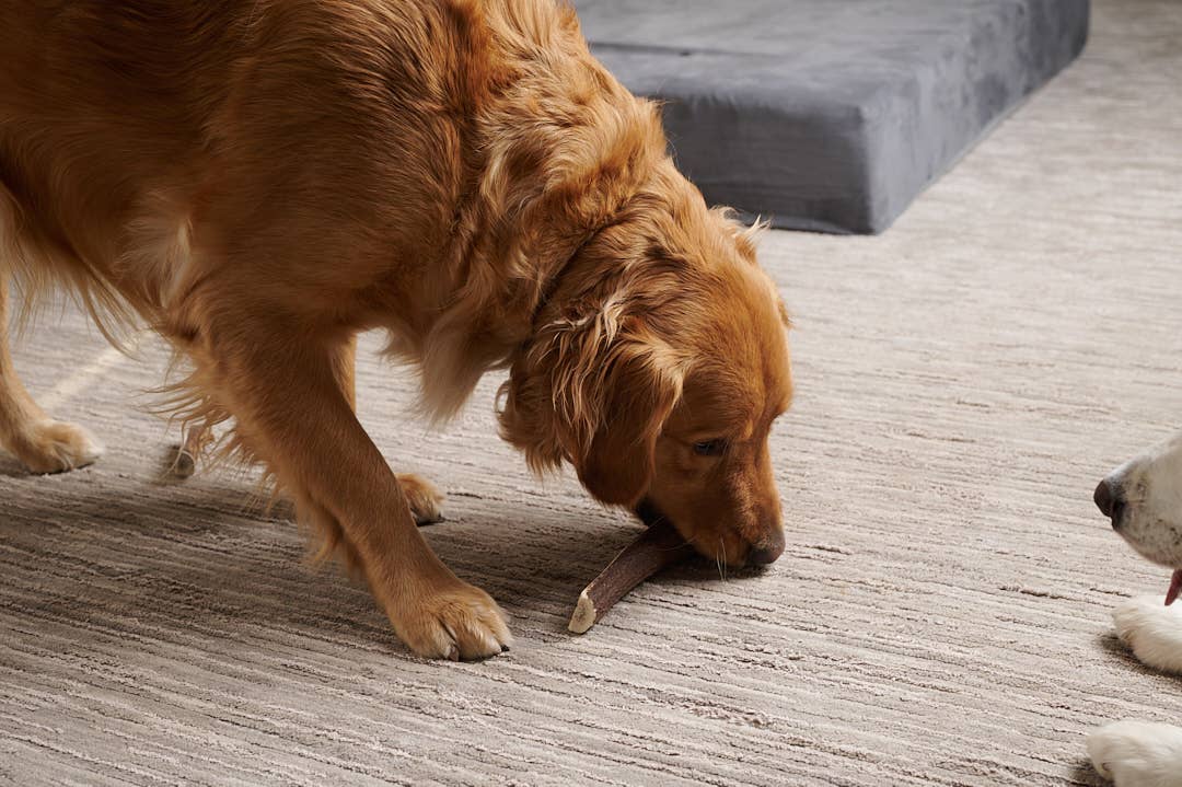 Elk Antler (XL) - Split: Single