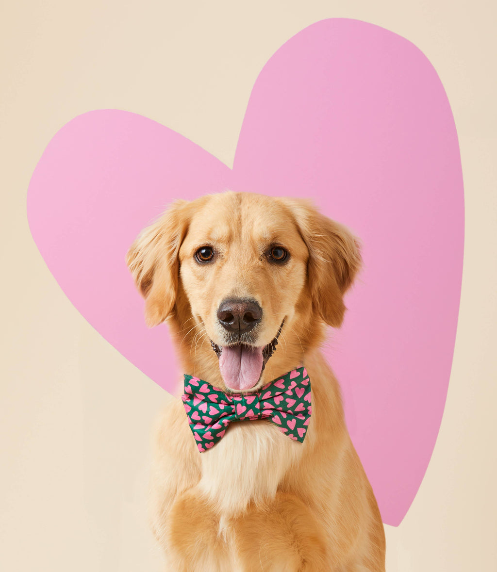 Lovestruck Valentine's Day Dog Bow Tie