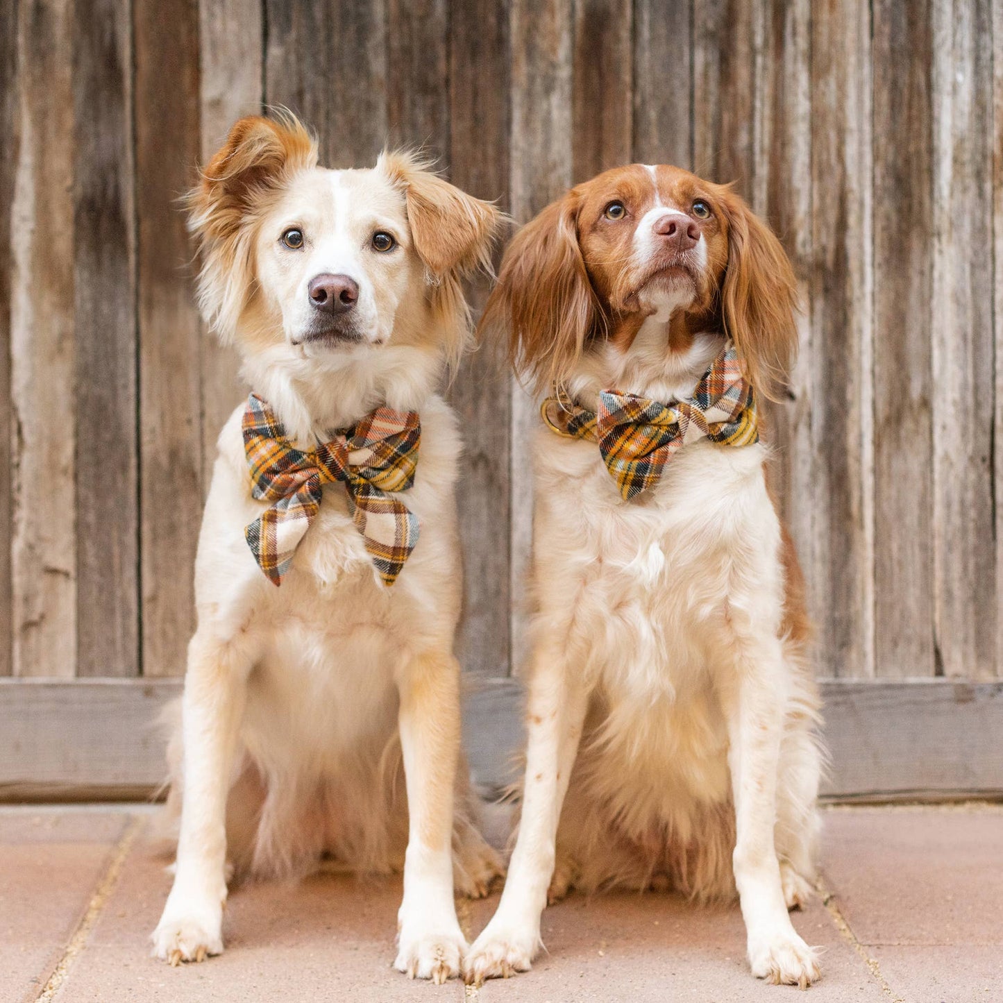 Cornucopia Flannel Fall Dog Bow Tie