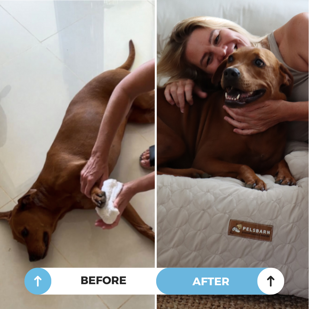 Cooling Dog Bed Heat Relief - Pelsbarn : Beige / M/L