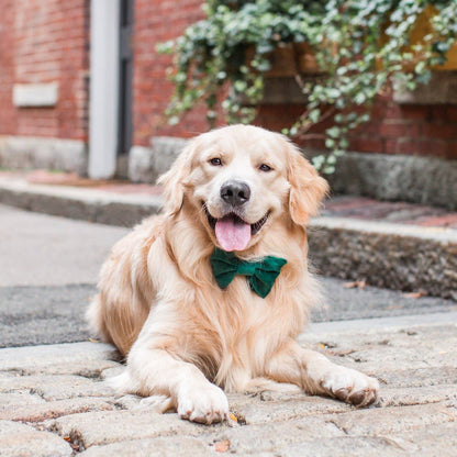 Forest Green Velvet Holiday Dog Bow Tie