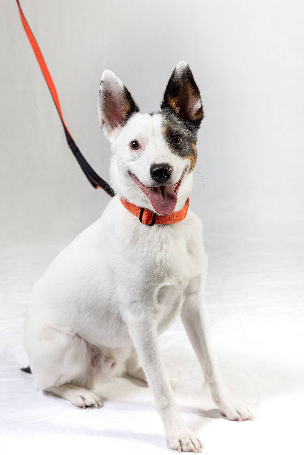 Smaller Size - Blue Dual-Handle 4 ft Dog Leash