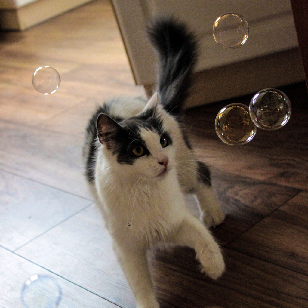 Kitty Love® - Catnip Infused Bubbles - Single Bottle: Catnip / 4 oz Bottle