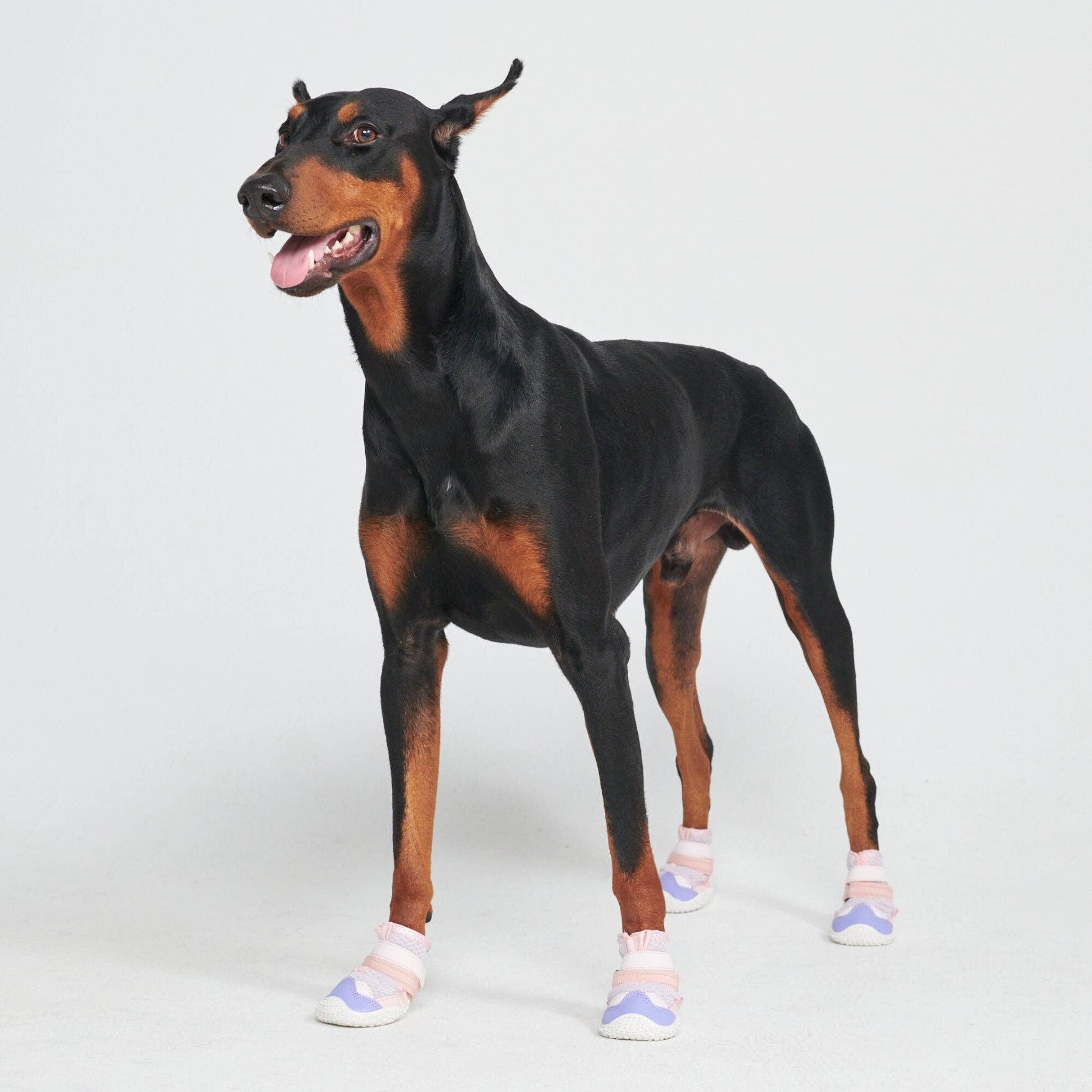 Hot Pavement Pawtector Dog Shoes - Pink Purple: D) Width: 2.6"/6.5cm for 52-70lbs/24-32kg