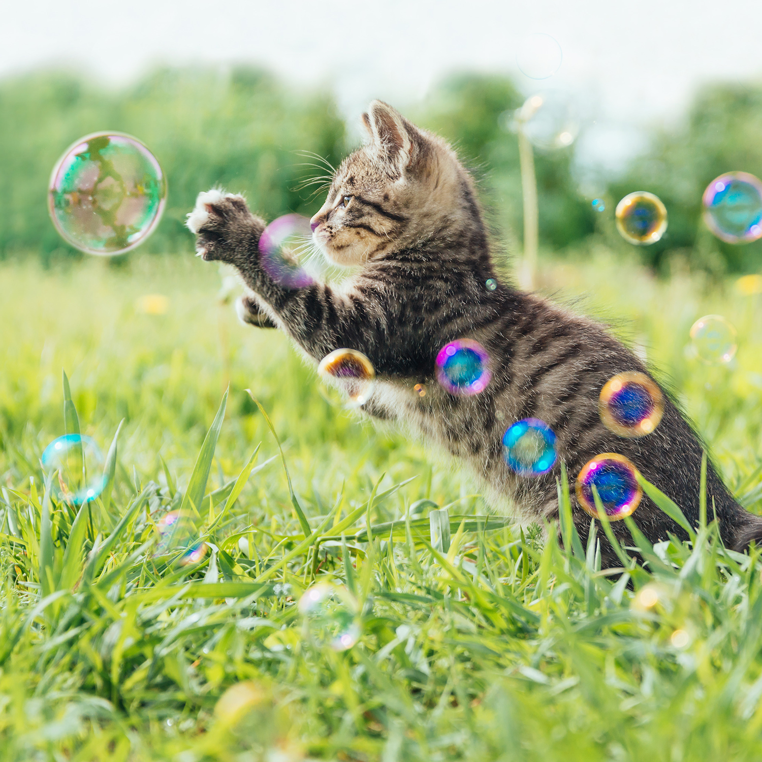 Kitty Love® - Catnip Infused Bubbles - Single Bottle: Catnip / 4 oz Bottle