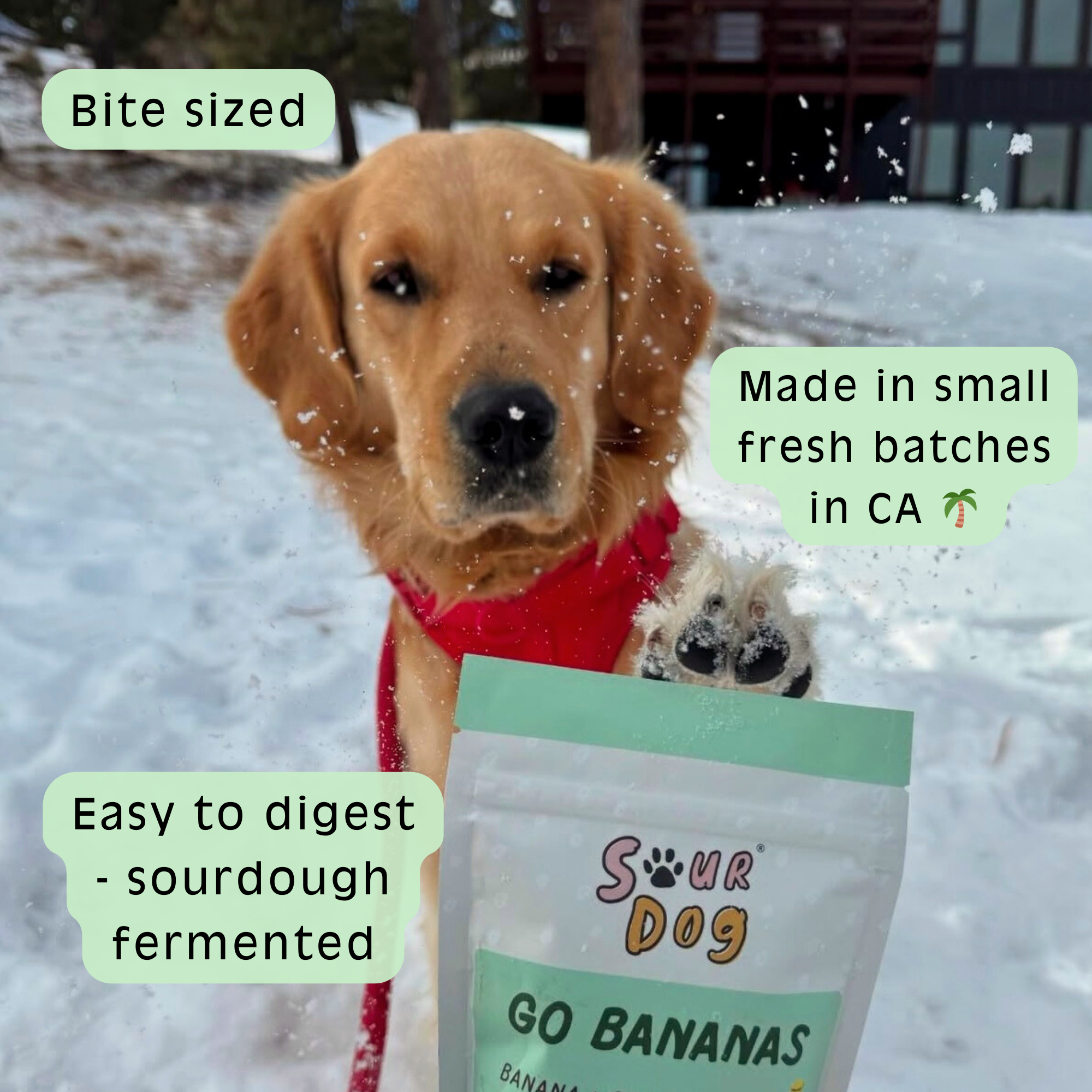 Go Bananas - Banana Sourdough Dog Treats