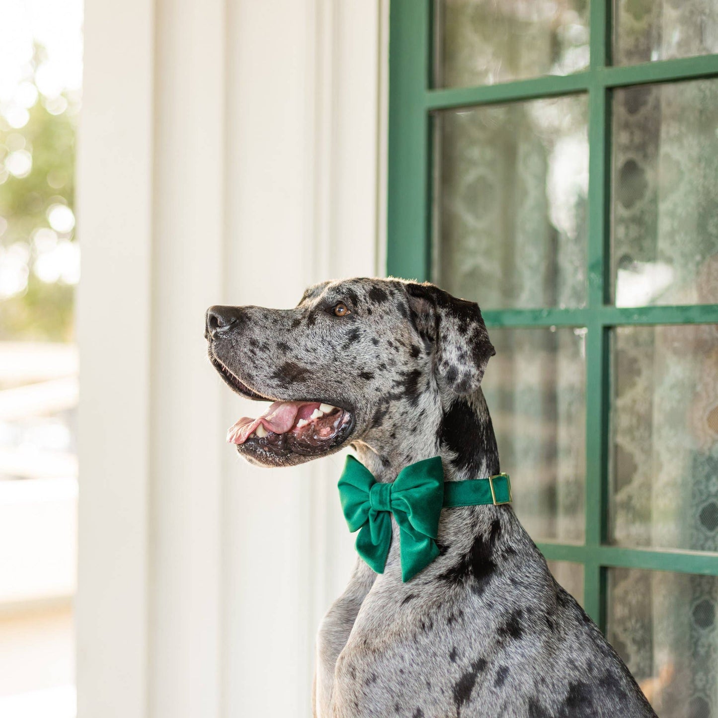 Forest Green Velvet Holiday Lady Dog Bow: