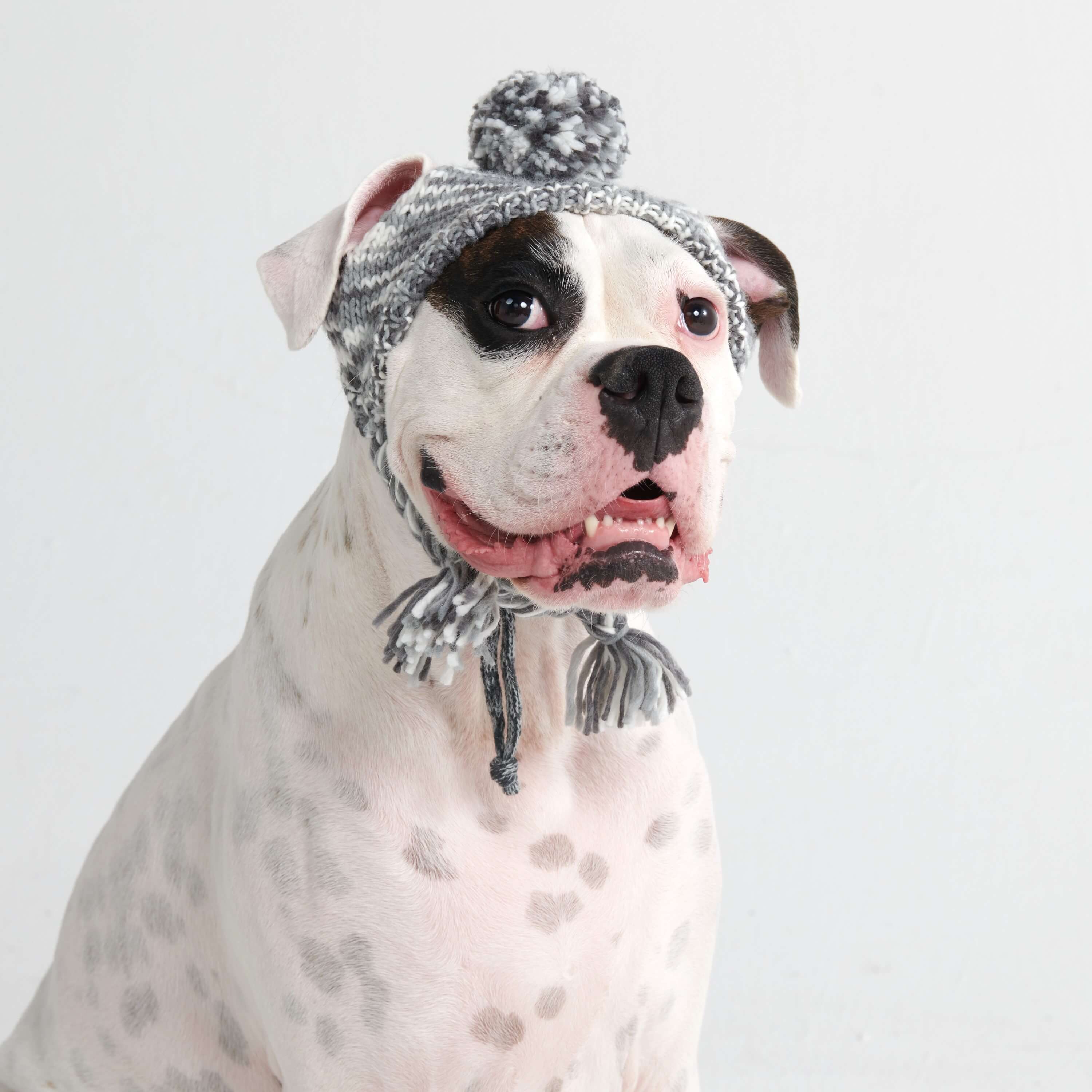 Knit Pom Pom Dog Beanie Hat - Salt and Pepper: L (45-100lbs/20-50kg)