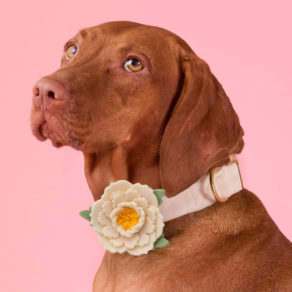 Ivory Peony Dog Collar Flower