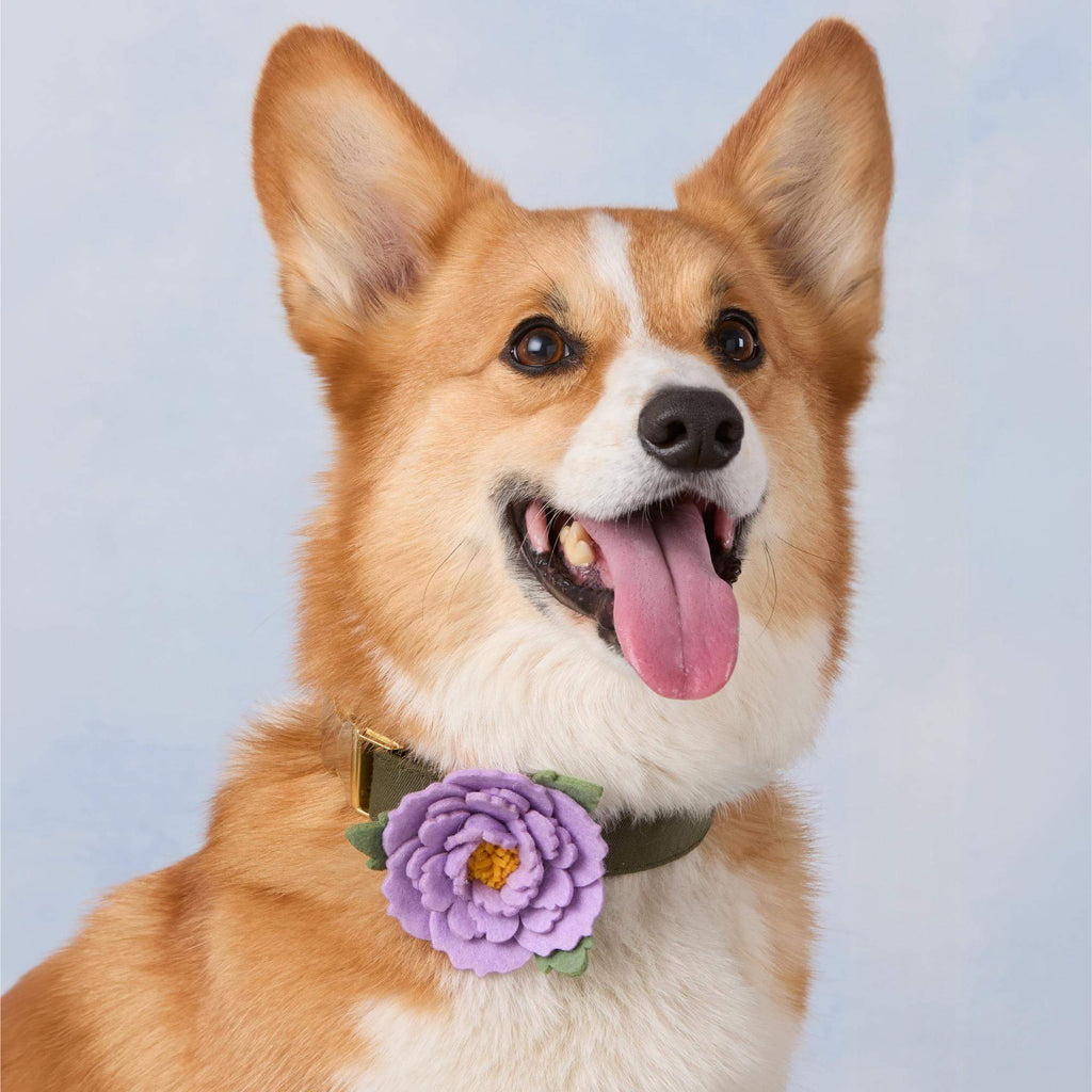 Lilac Peony Dog Collar Flower