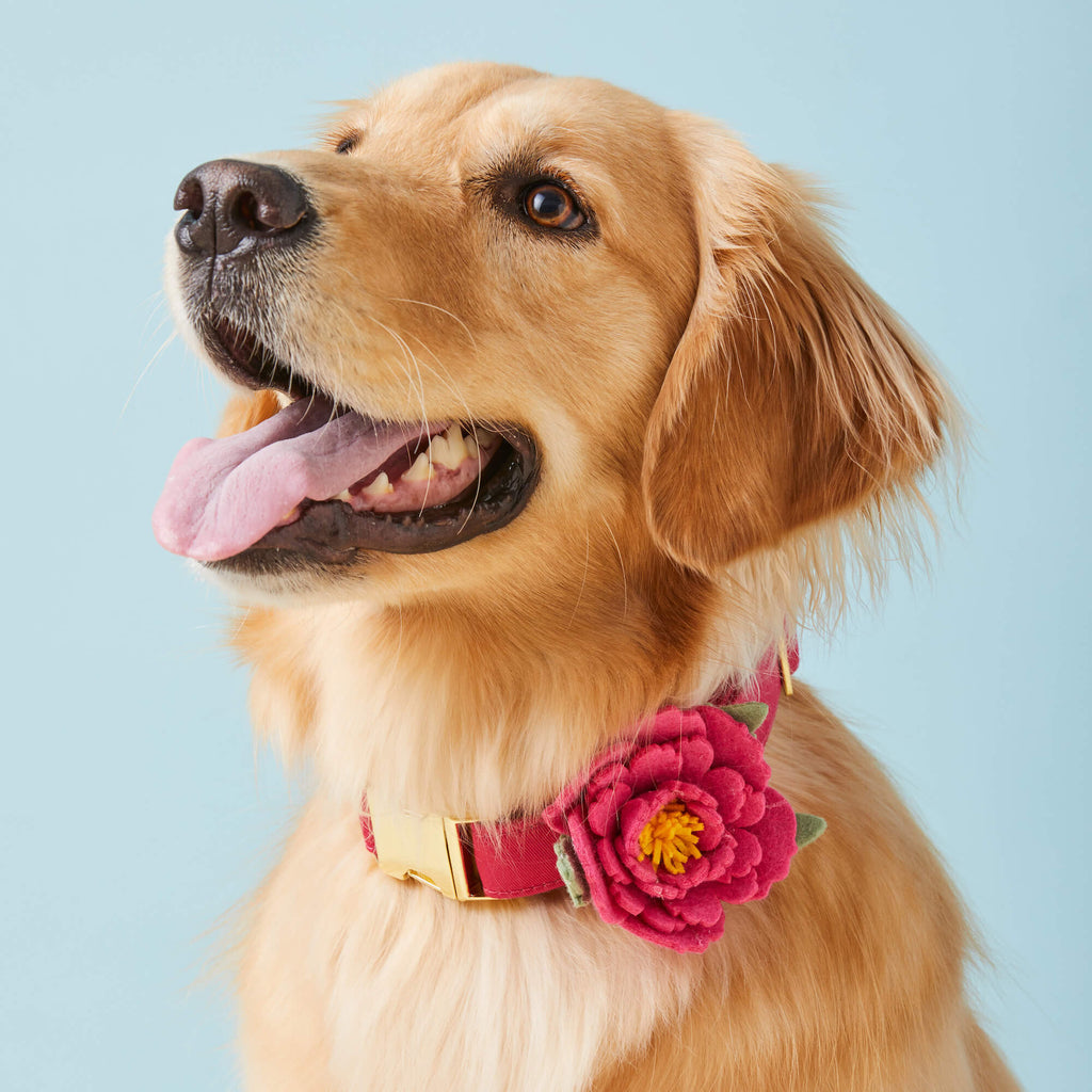 Peony Spring Dog Collar Flower Attachment