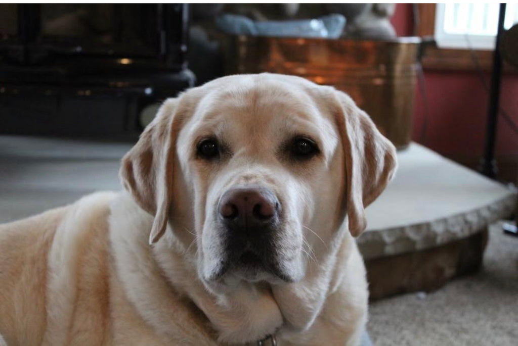 Mugdog Ornament by Farrah