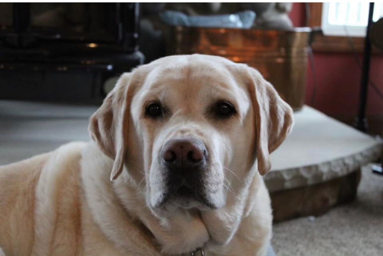 Mugdog Ornament by Farrah