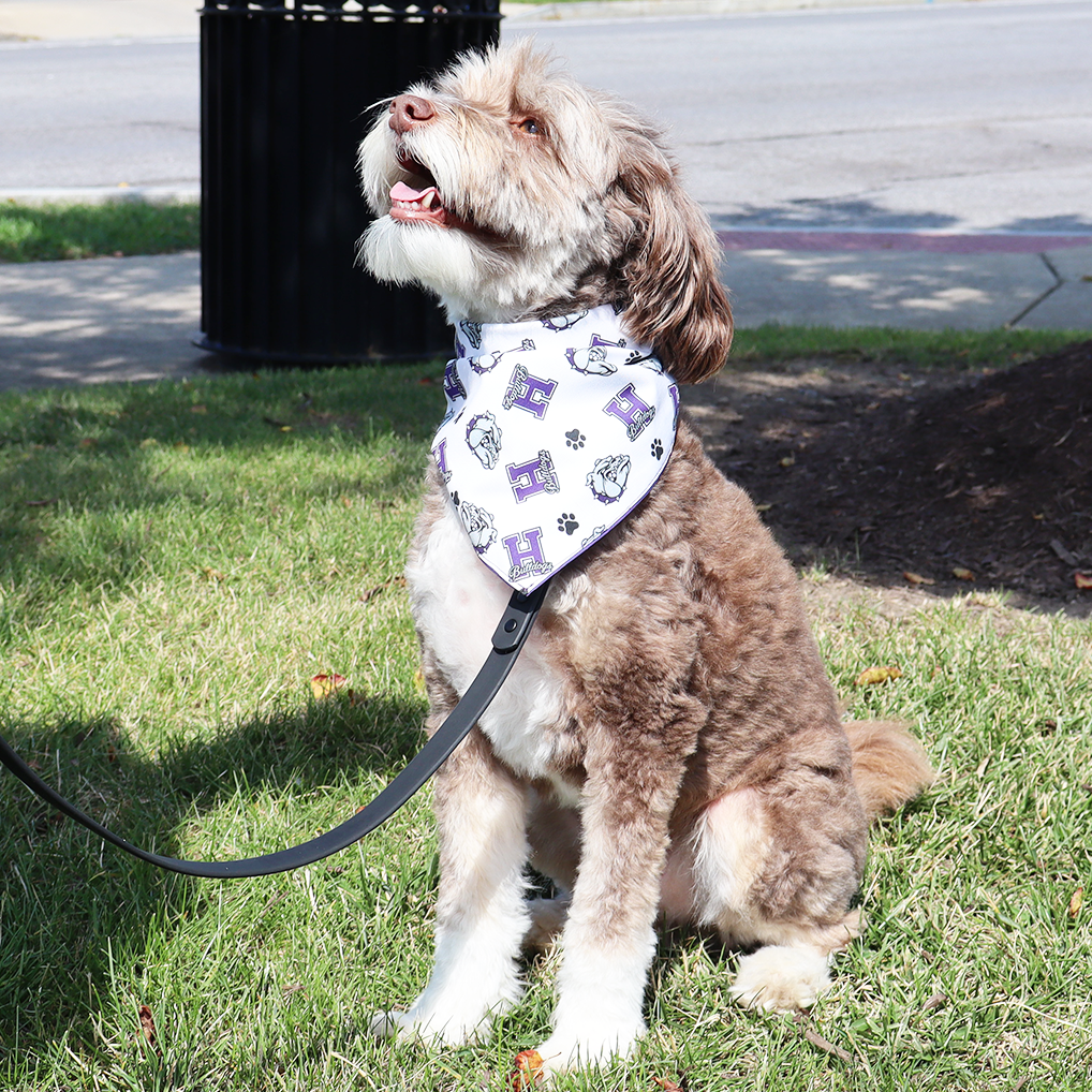 Bulldog Bandana