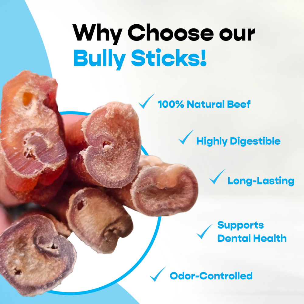 12" Jumbo Bully Sticks