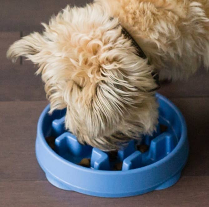 Outward Hound Fun Feeder Slo Bowl Dog Feeder Blue Small