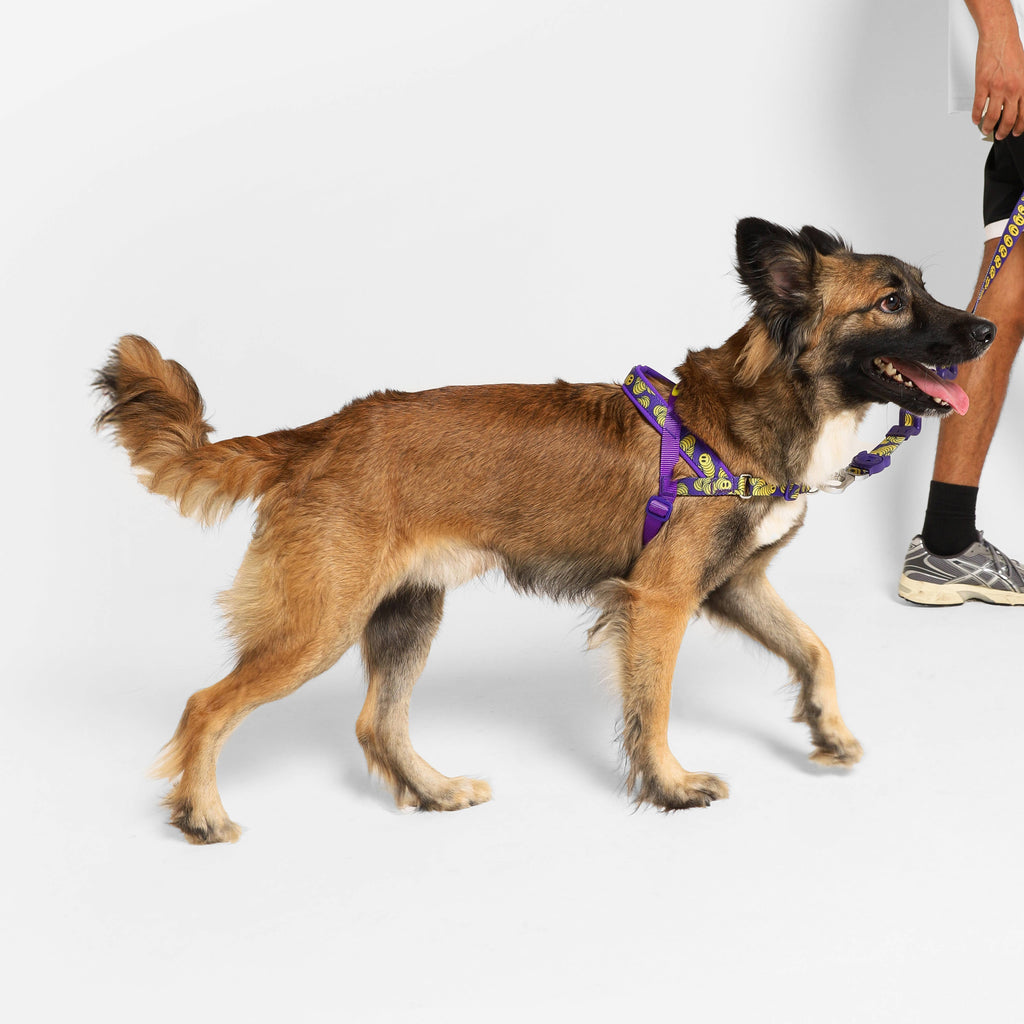 Zmiley | SofterWalk Harness: Large
