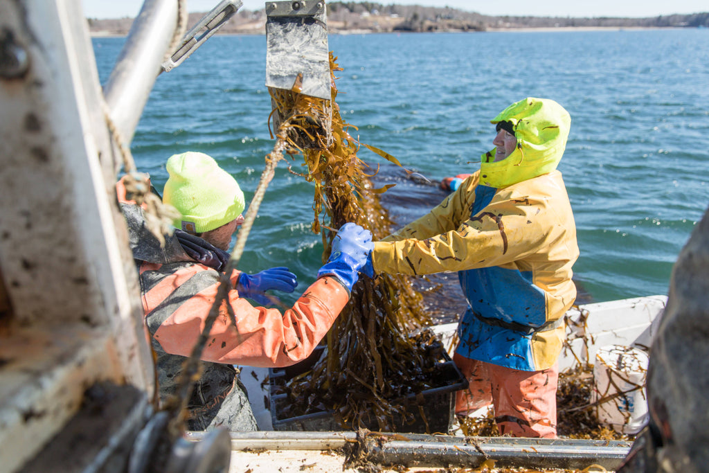 Green Monstah (Training Bits) - 7oz - Dog Treats