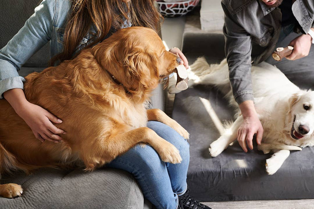 Elk Antler (Large) - Split: Single