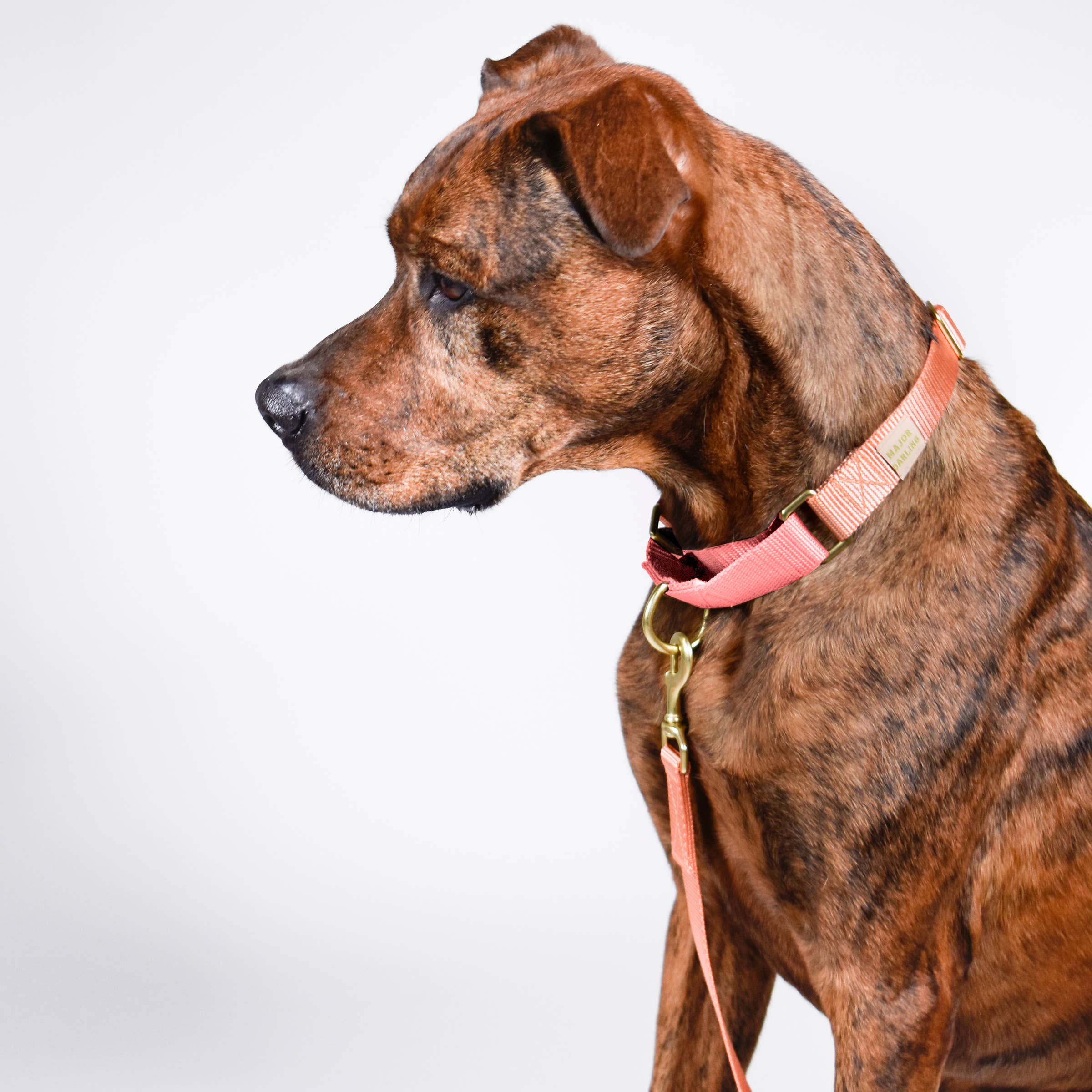 Martingale Collar / Peach + Pink: Large