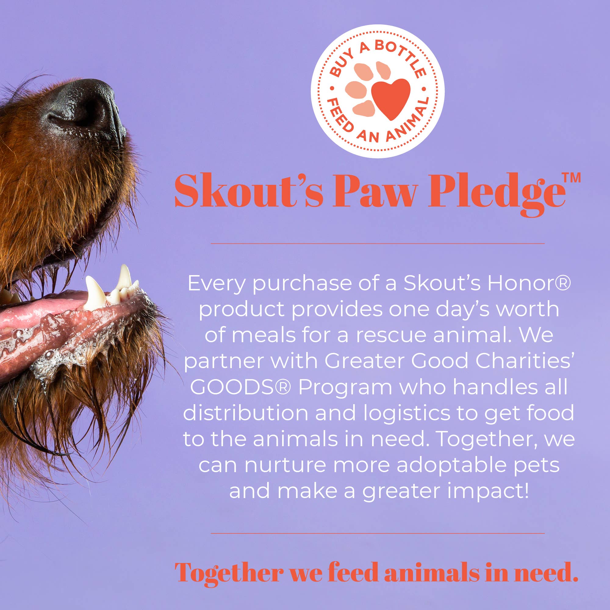 Skout's Honor Oral Care Pet Dental Wipes 50ct