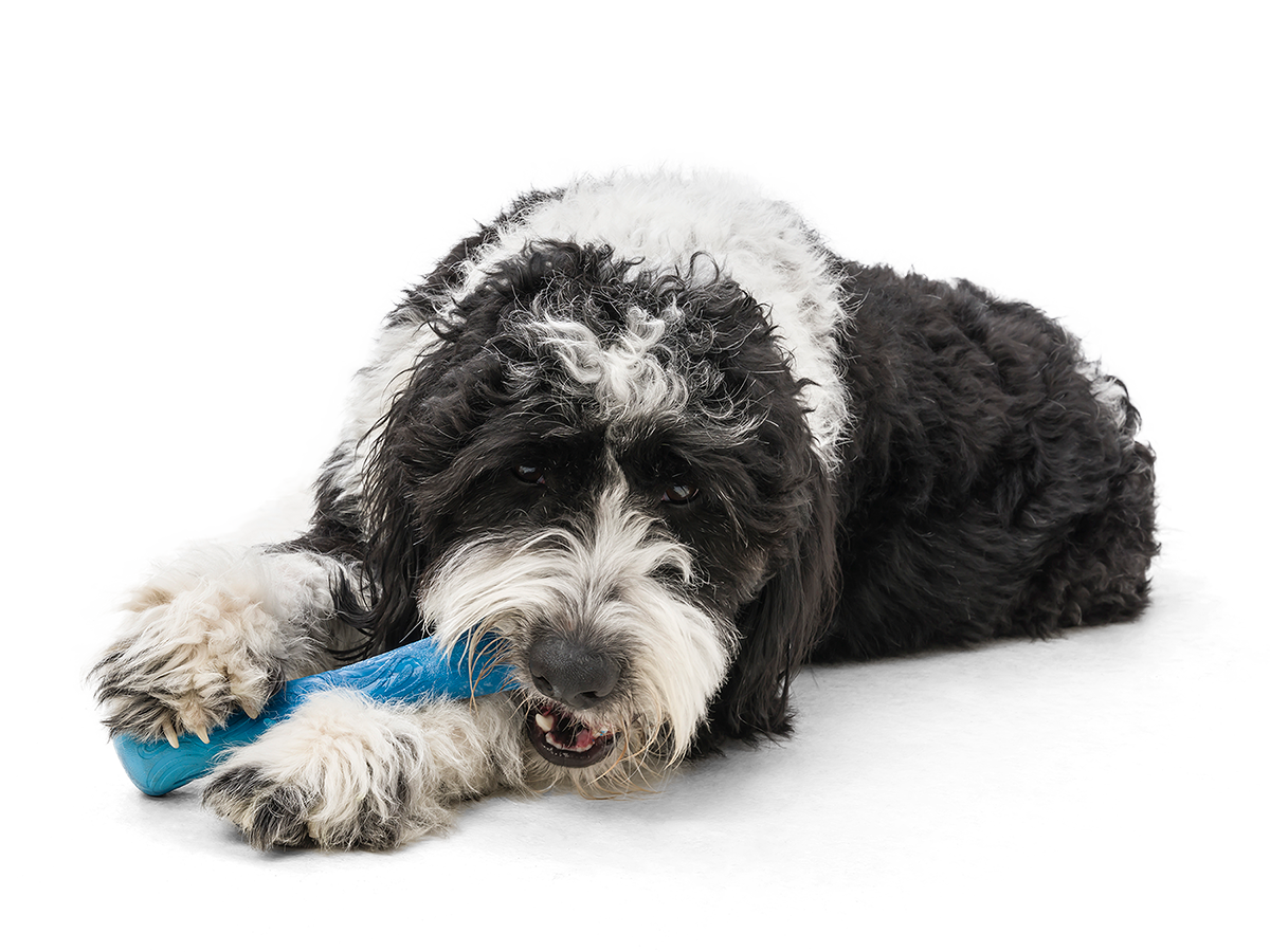 Drifty® Dog Toy for Chew, and Fetch: Small / Hibiscus