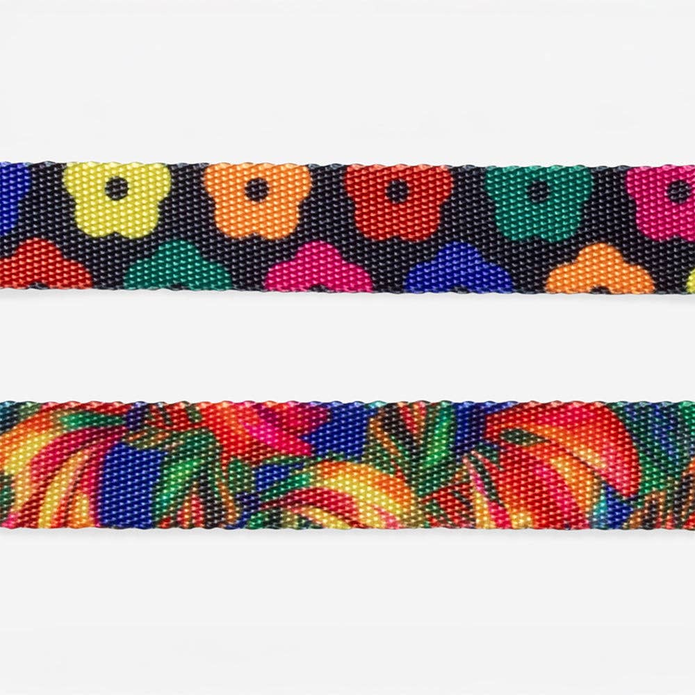 Samba | Collar: Medium