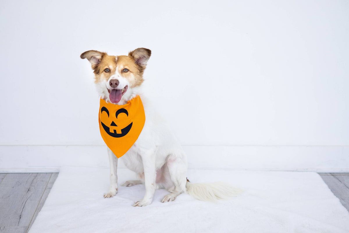 Pearhead Pumpkin Bandana Orange M/L