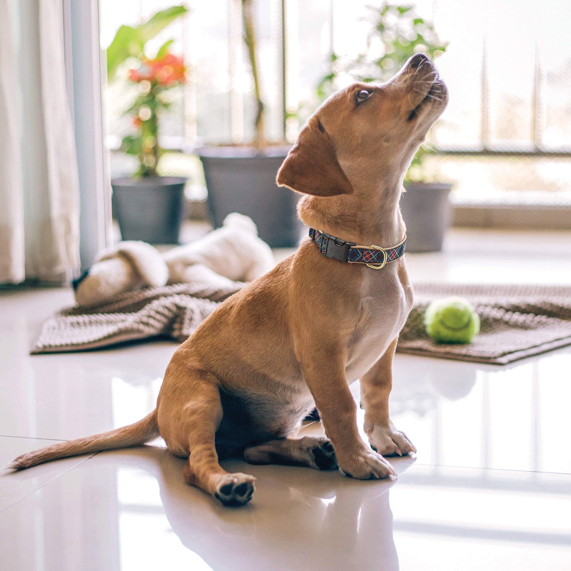 Black Tartan Dog Collar: Wide