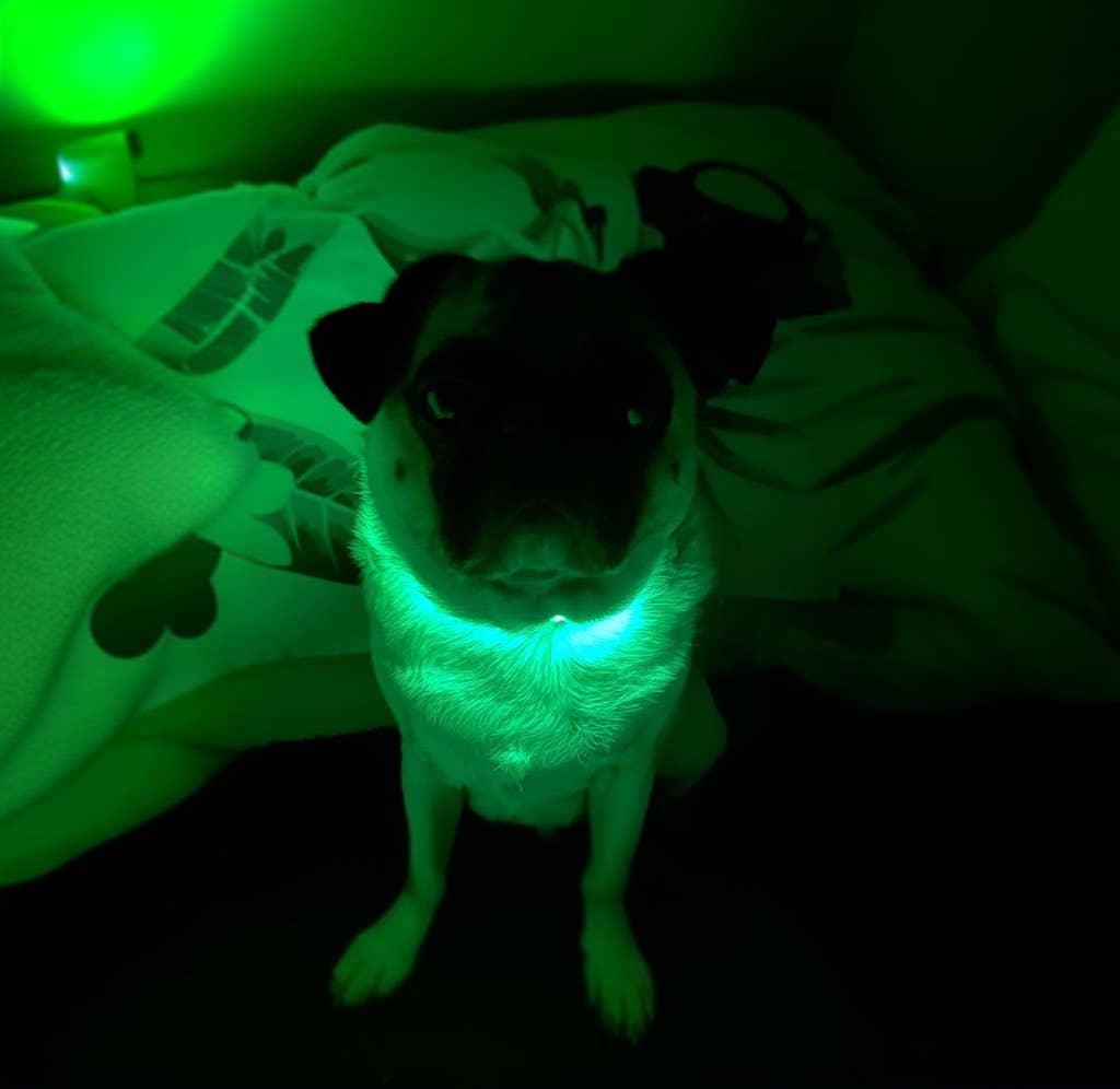 LED Dog Collar: Blue / Small