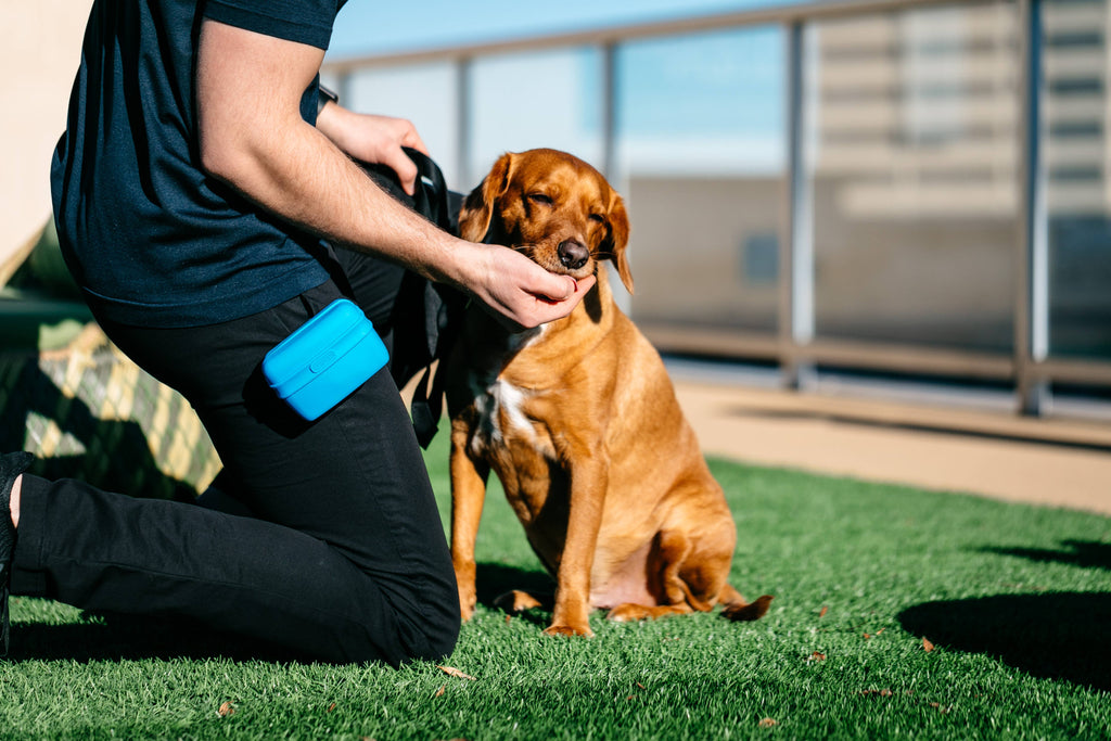 Pooch Pouch™: Light Gray
