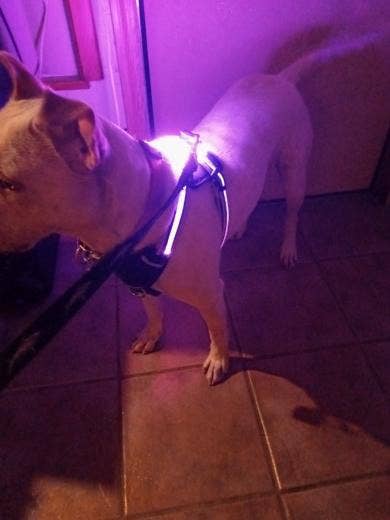 LED Dog Harness