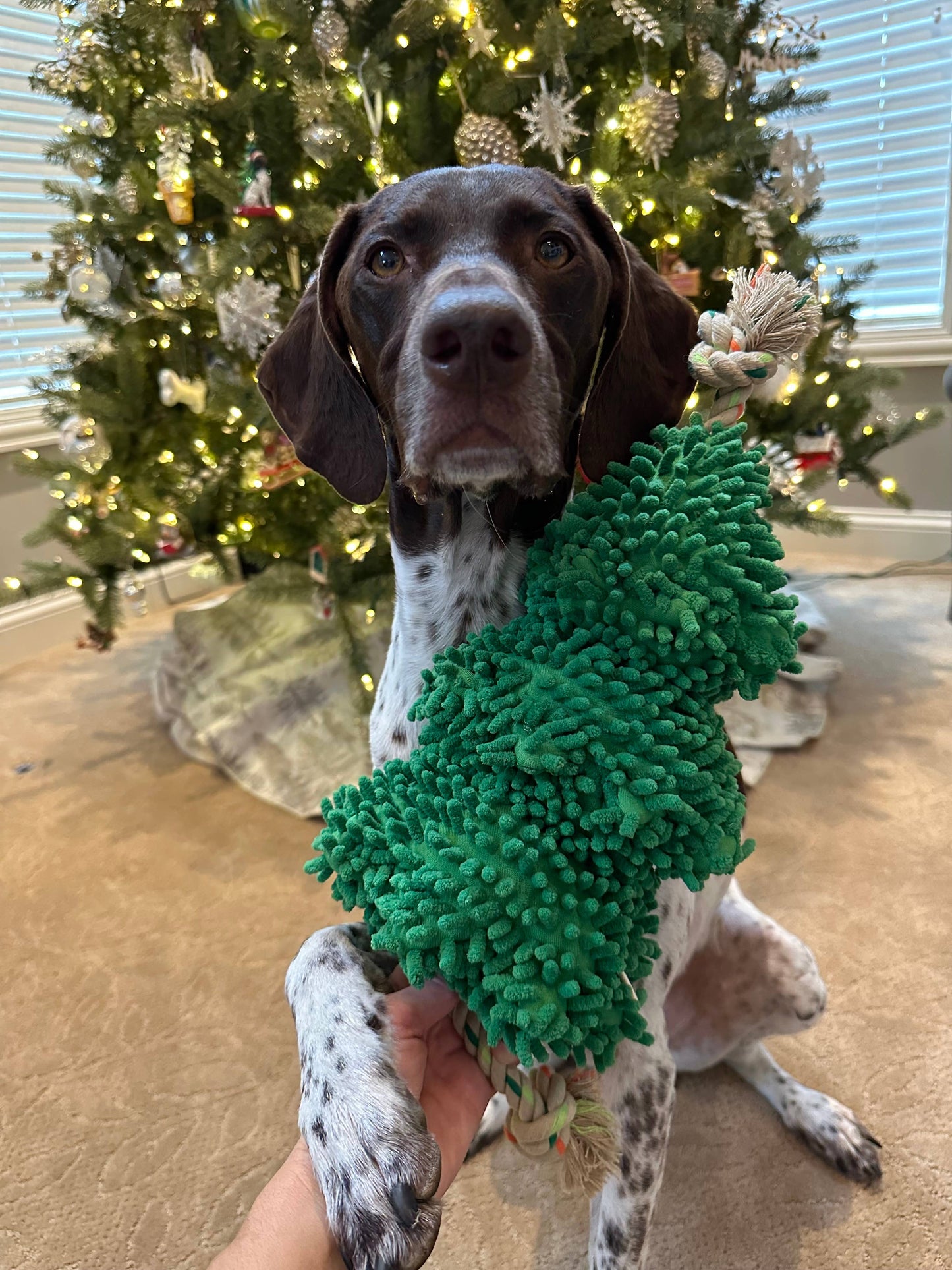 Evergreen Squeaker Tug Dog Toy