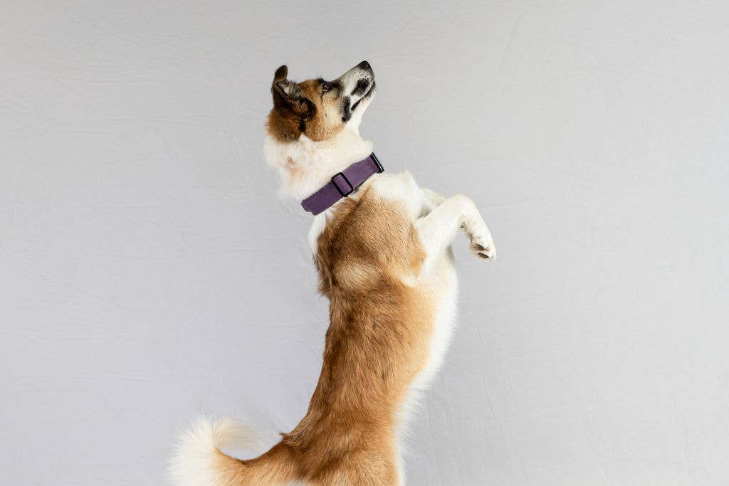 Smaller Size - Blue Dual-Handle 4 ft Dog Leash