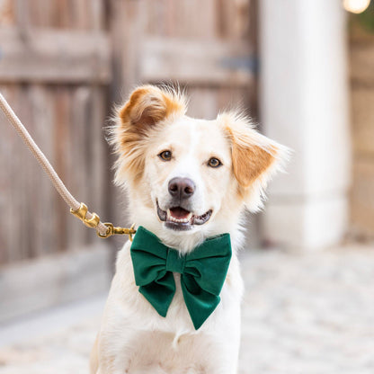 Forest Green Velvet Holiday Lady Dog Bow: