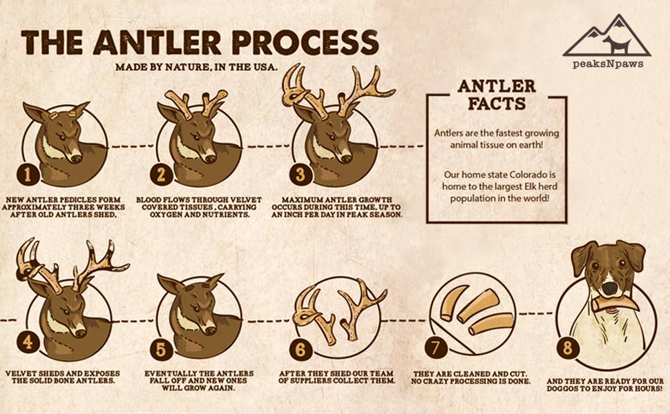 Elk Antlers: Small Whole