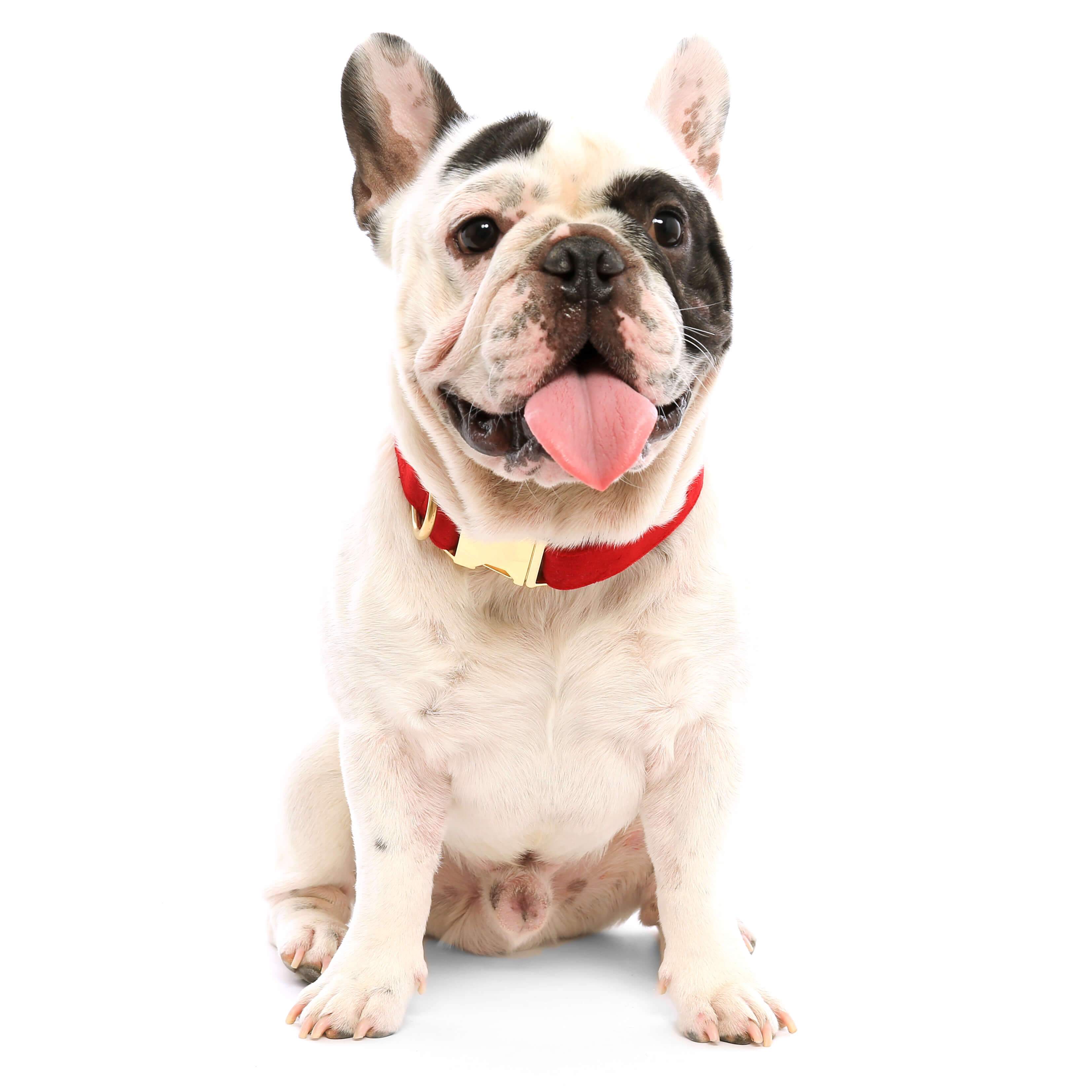 Cranberry Velvet Dog Collar: Gold