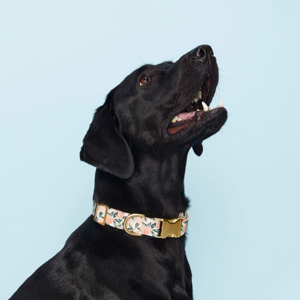 Peaches and Cream Dog Collar: S/ Gold