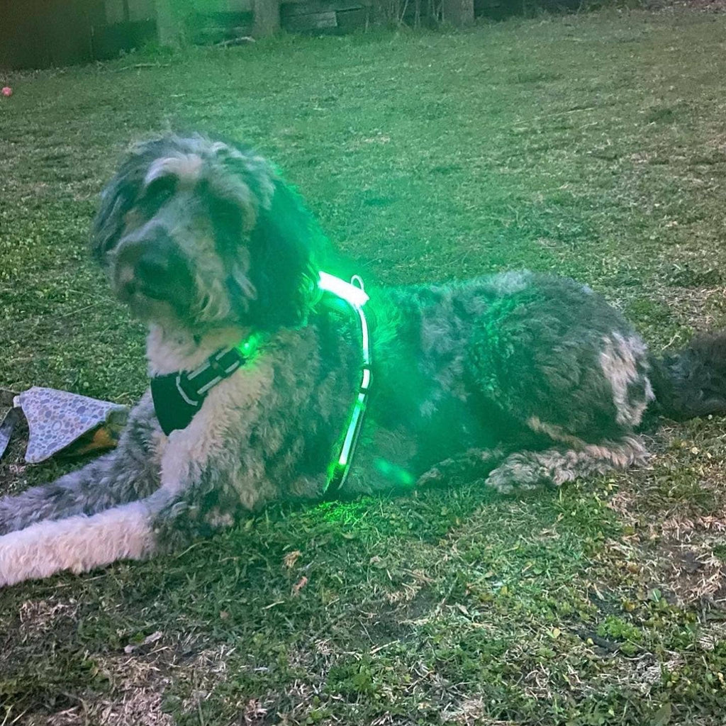 LED Dog Harness