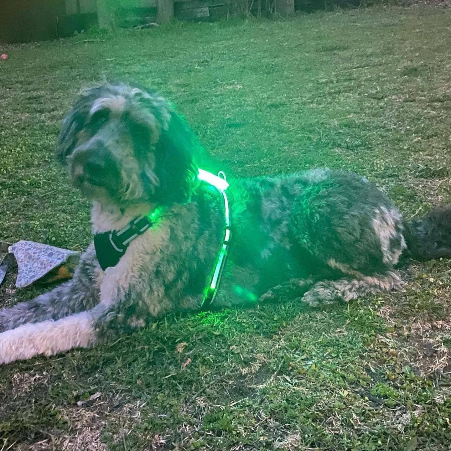 LED Dog Harness