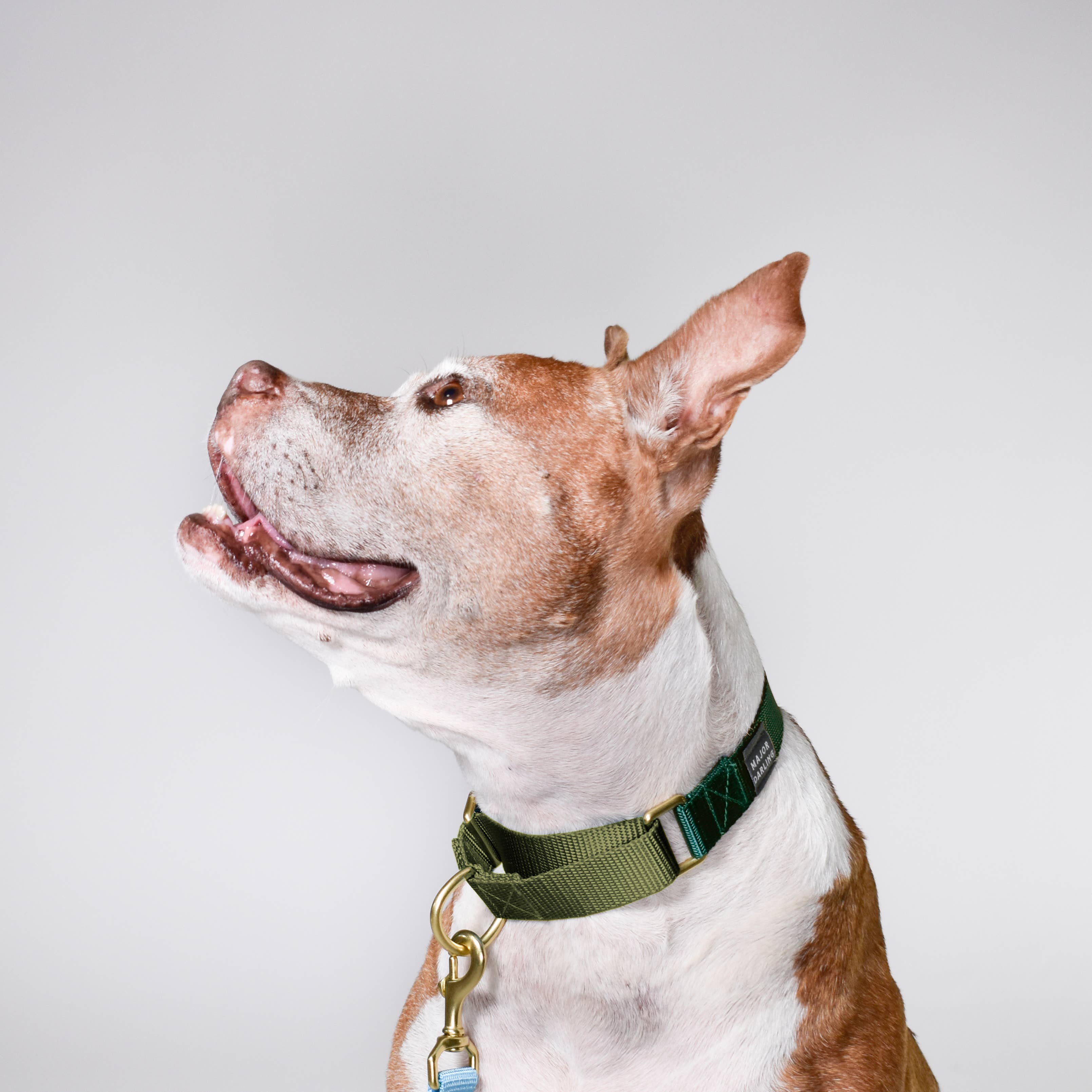 Martingale Collar / Forest + Olive: Small
