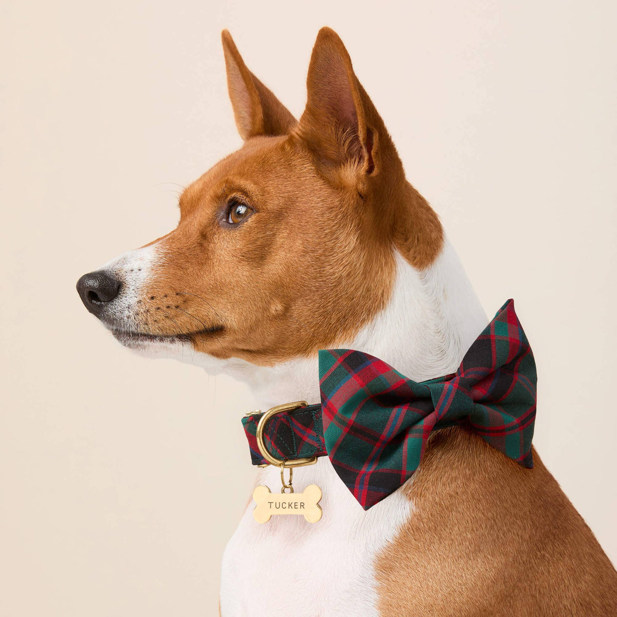 Highland Plaid Dog Bow Tie: Large