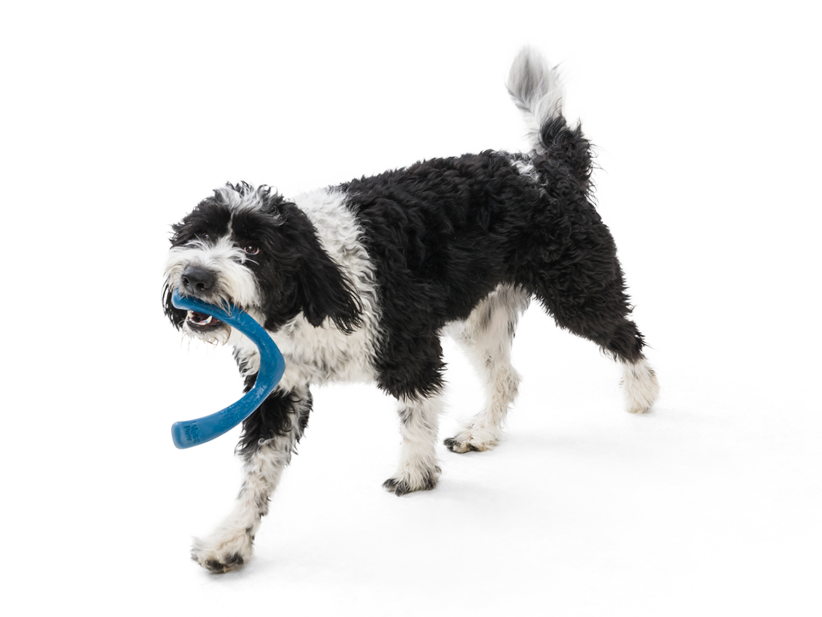 Snorkl® Dog Toy for Play, Tug, and Fetch: Large / Surf