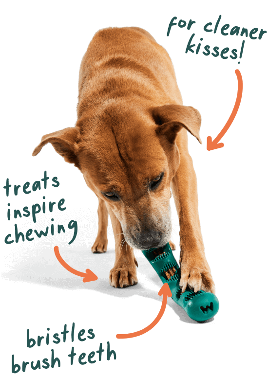 The Bite n' Brush: Small